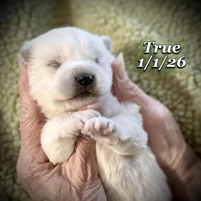 01-01 true eea2d558-0e68-4e3b-b528-c838453e2ebd.jfif