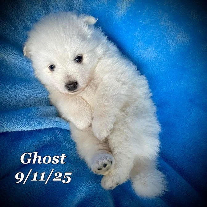 09-11 ghost d5a1621f-d52e-479f-a08b-ac7cb3ee0715.jpg