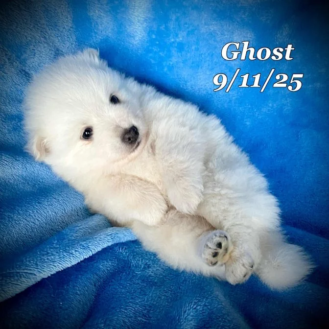 09-11 ghost 91face90-16d2-40f6-a398-da313f8481b0.jpg