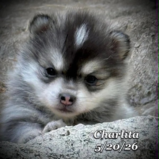 05-20 z charlita c425b973-187f-4973-b8ff-0bf12d9ab83b.jfif