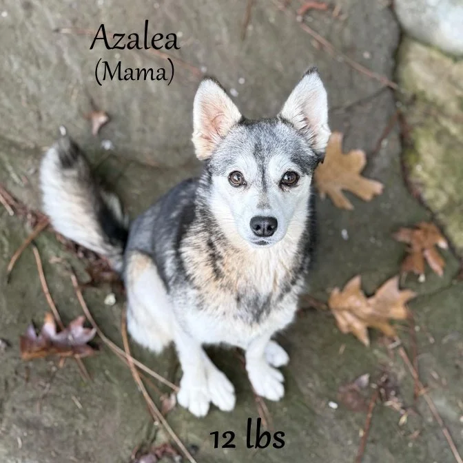 Azalea 465530605_8806447932779100_1057927455632835515_n.jpg