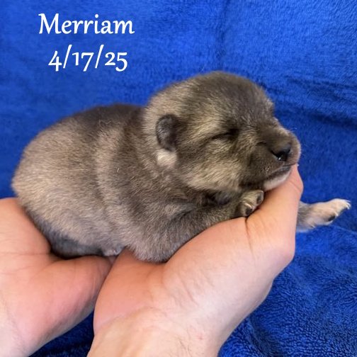 04-17 merriam a6054813-6159-48f1-bef3-5e6b4ff876ec.jpg