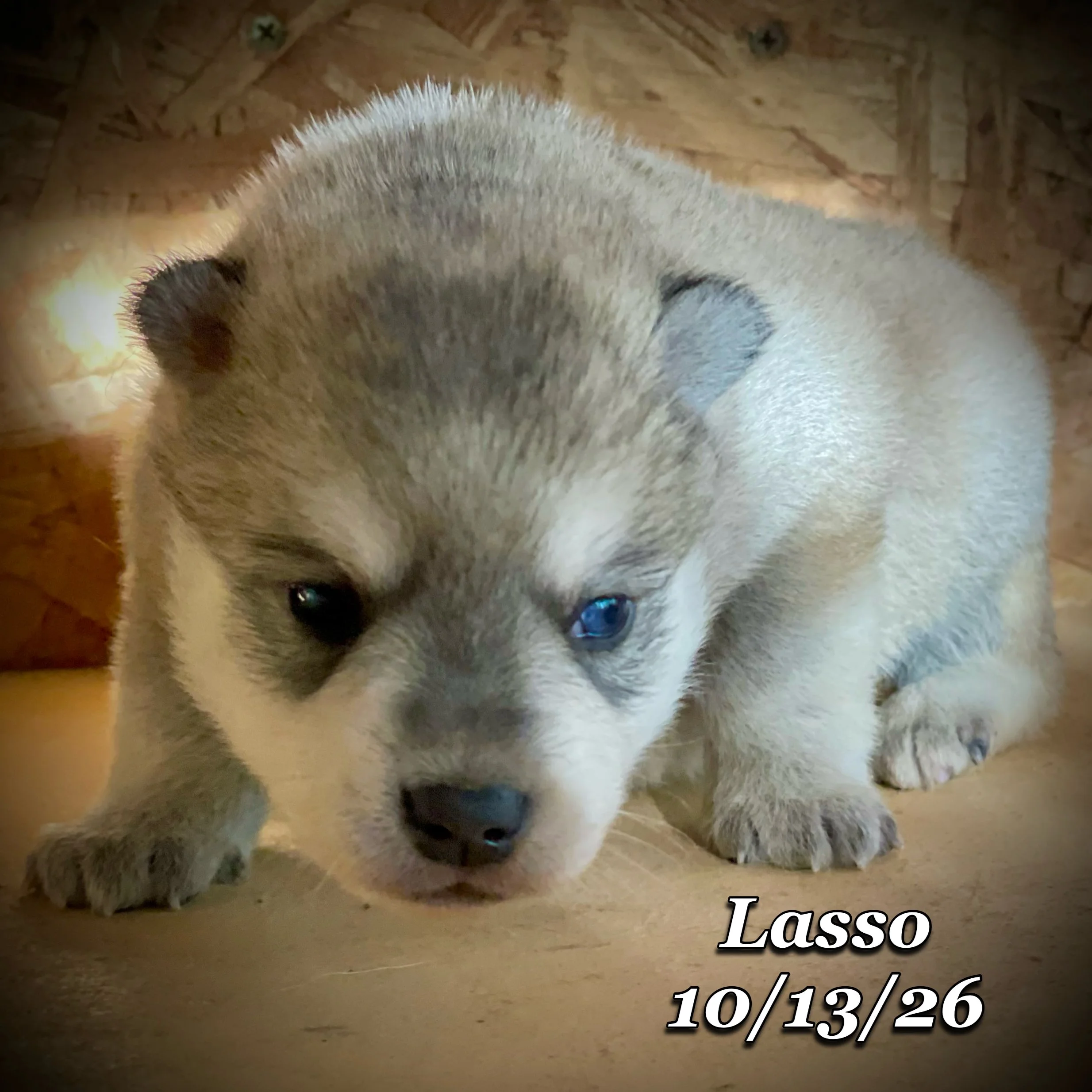 10-13 jd lasso phonto 24.JPG