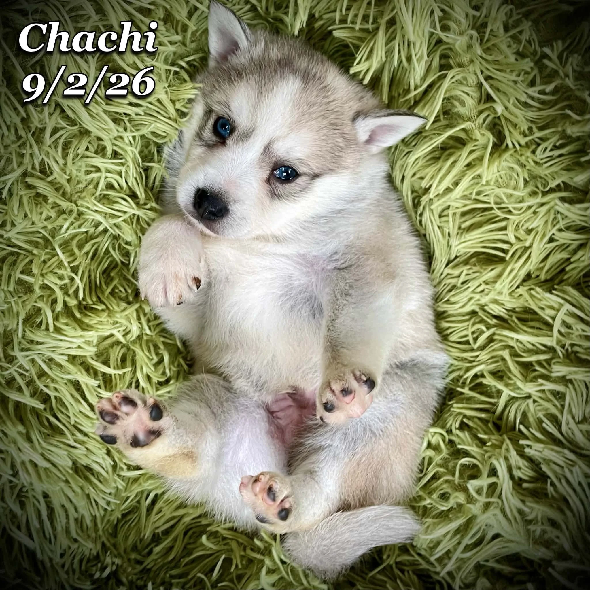 09-02 chachi ca72a196-aebf-4b19-b13f-c71c87145a60.jfif