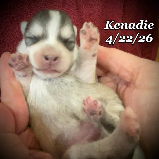04-22 z kenadie bbc814eb-59ab-42fa-b608-376cd1c3df64.jfif