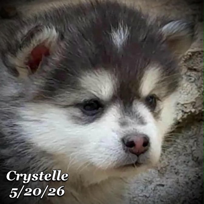 05-20 z crystelle 3948c123-d372-4352-a497-e9ad6803a975.jfif