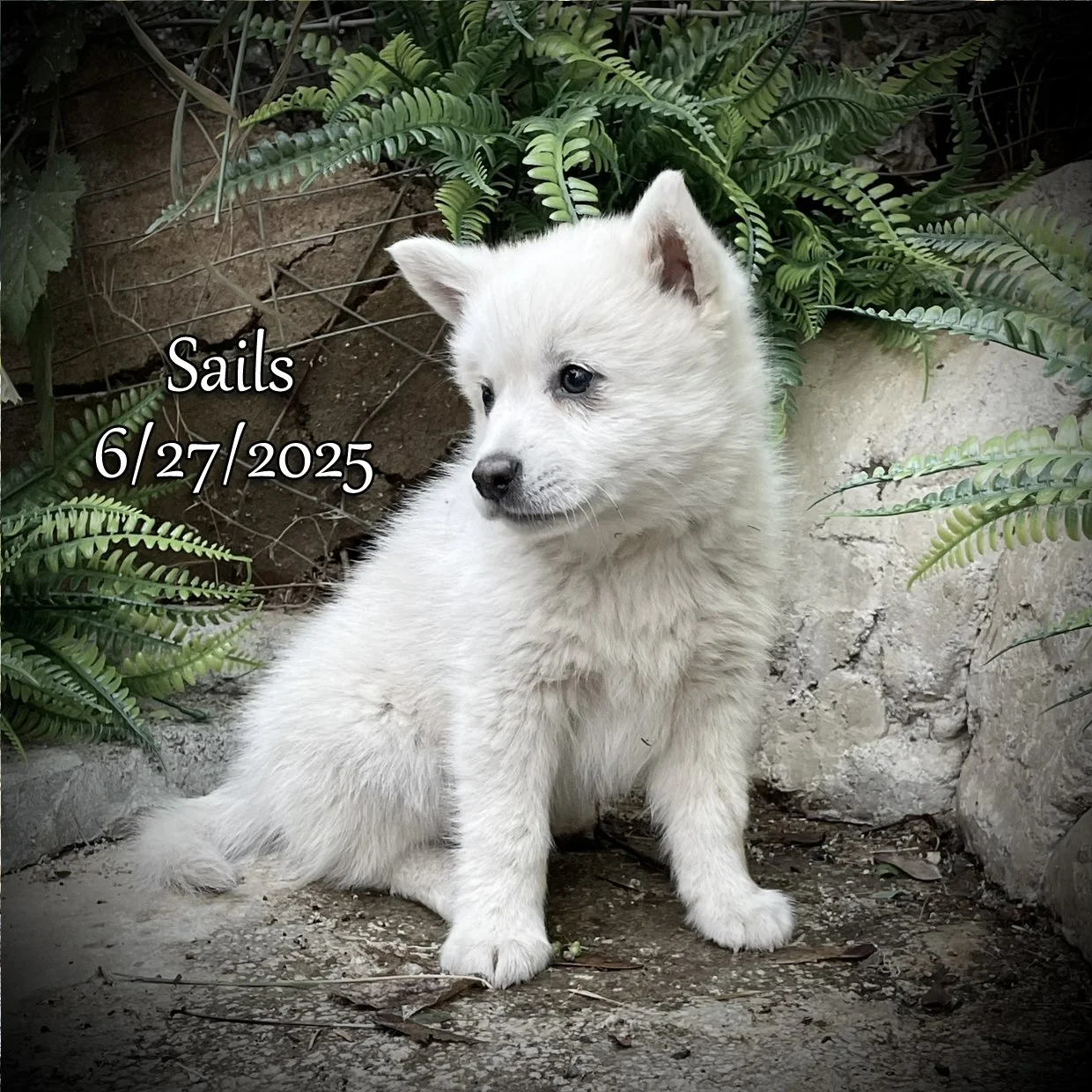 06-27 a Sails 8.jpg