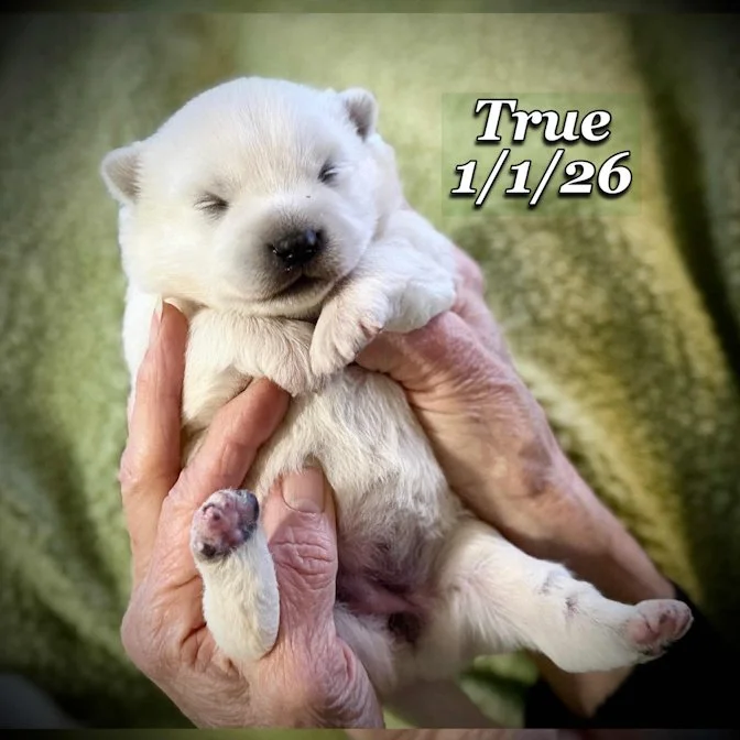 01-01 true 538fff82-7fda-4185-ad2d-b1218eeb066e.jfif