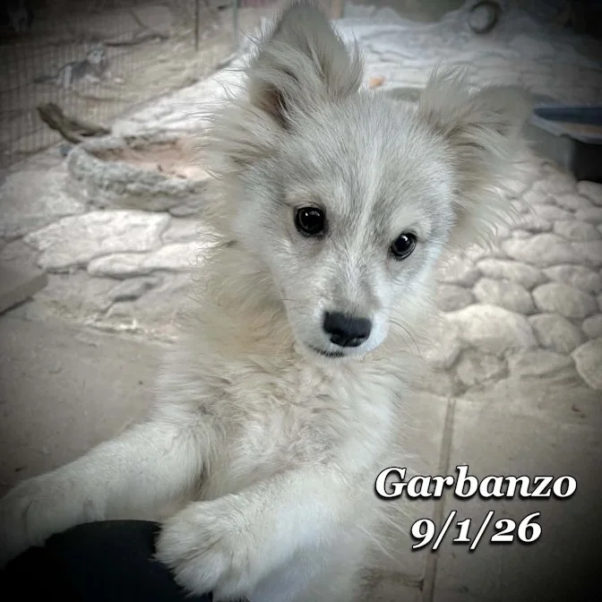 09-01 garbanzo.jpg