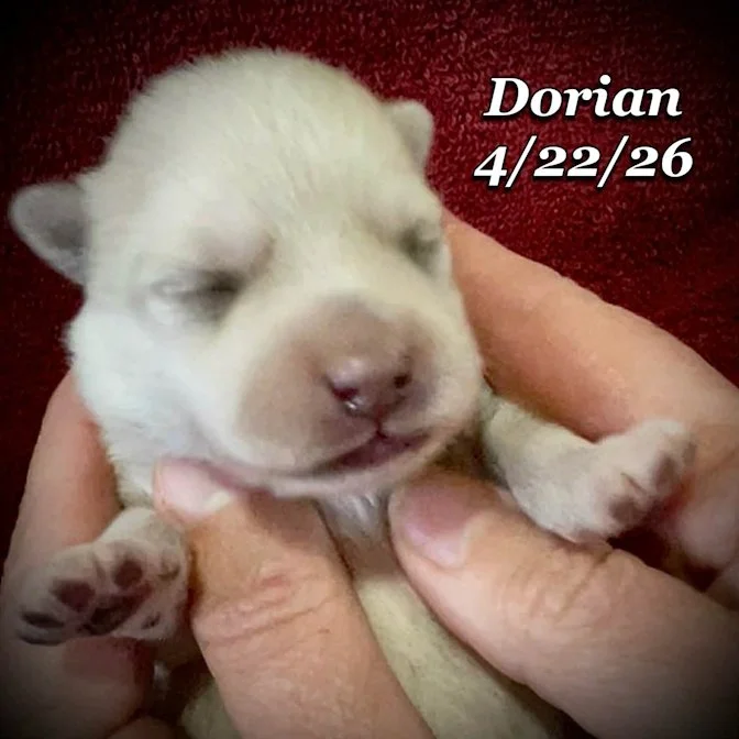 04-22 z dorian d5fe9f0c-f38d-4a30-98e4-bd4d29edebea.jfif