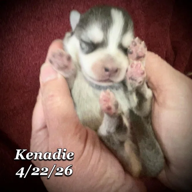 04-22 z kenadie d68a9161-def1-47b4-a35d-55b17b76cf95.jfif