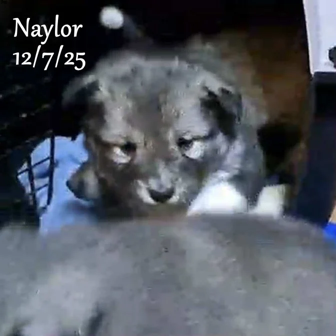 12-07 naylor 40fbca9a-c813-408e-a369-313466d85f6d.jfif