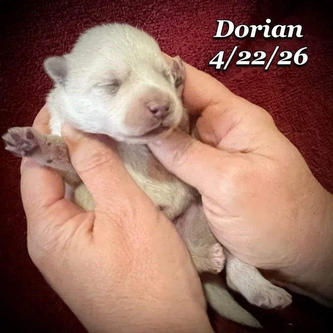 04-22 z dorian e7ae0ea1-abbc-415e-9c0d-770144cf809a.jfif