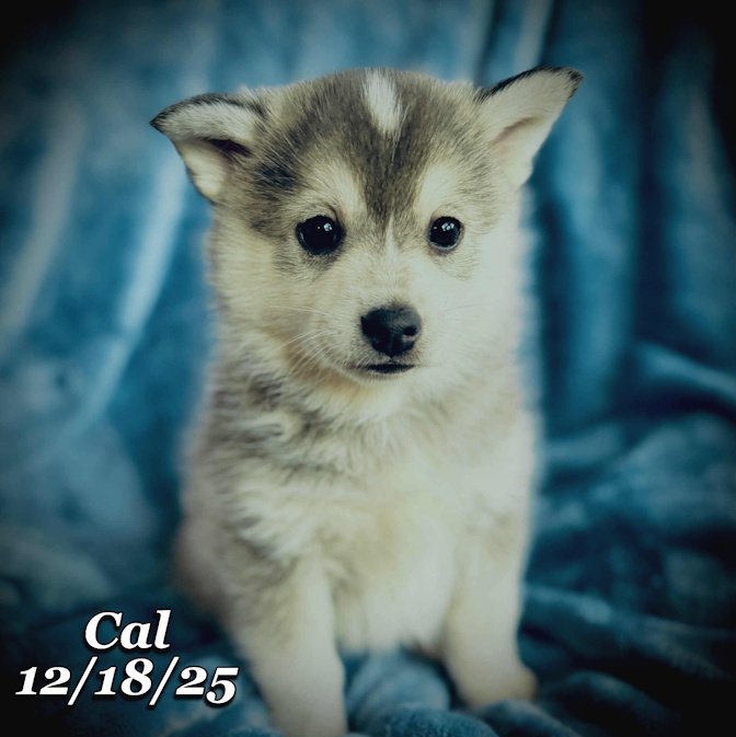 12-18 cal 90fca908-f6b8-4d64-b6f9-af2614d18eb2.jfif