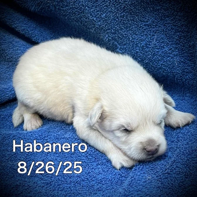 08-26 habanero edec8ace-6b92-4a6b-8e68-35983be783a6.jpg
