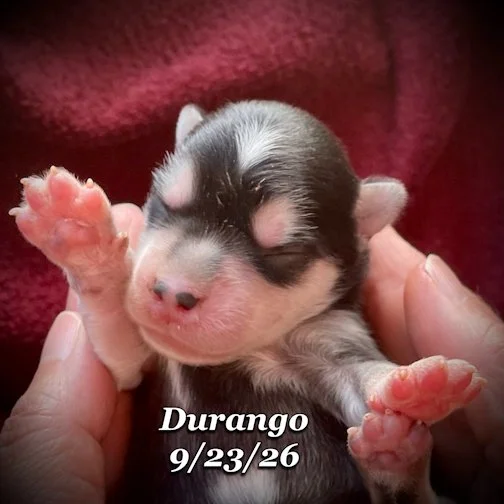 09-23 jd DURANGO 04.jpg