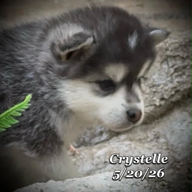 05-20 z crystelle 624cebe0-fe7b-42a7-9c0f-42d6fb65f57a.jfif