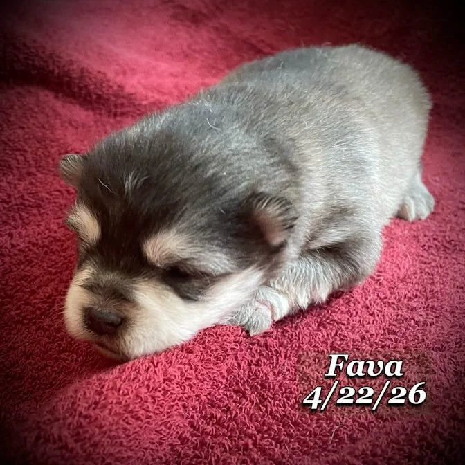 04-22 j fava 9a38abd1-962c-4fa5-9c31-a96871503037.jfif