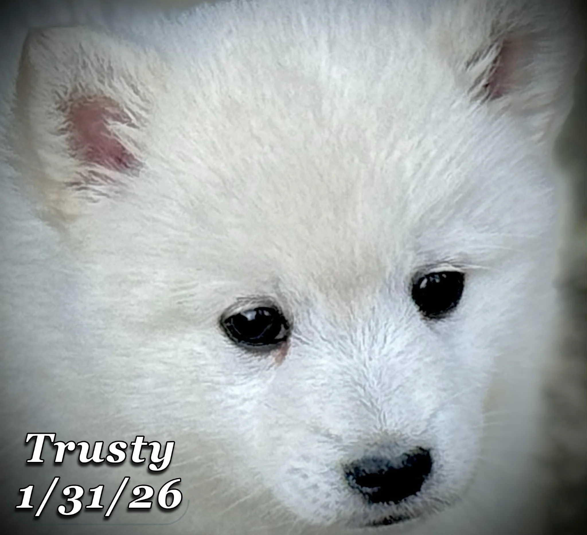 01-31 trusty ce2a34f3-dd5c-477e-86bc-a8bf437686b3.jfif