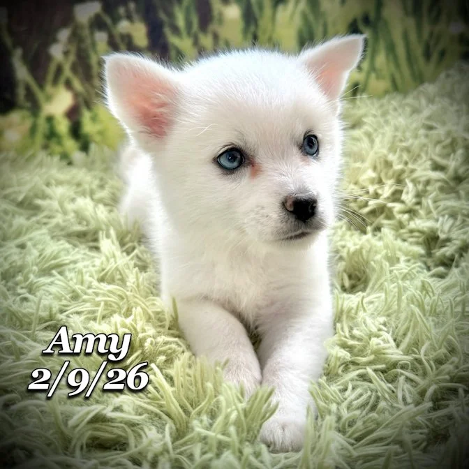 02-09 s amy b28f1b3f-5cb8-4206-86cf-46dffa1150ab.jfif