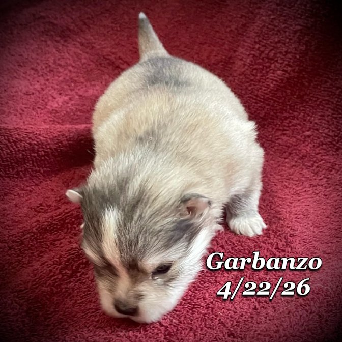 04-22 j garbanzo b42247e4-5b81-4a00-b07b-608c188a0867.jfif