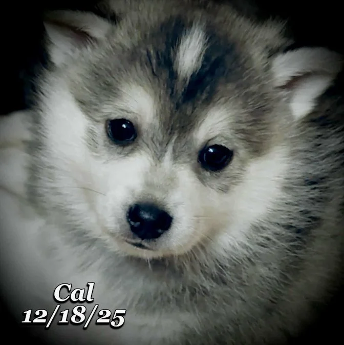 12-18 cal 50760718-a674-43df-b2e1-dca11c2faf33.jfif