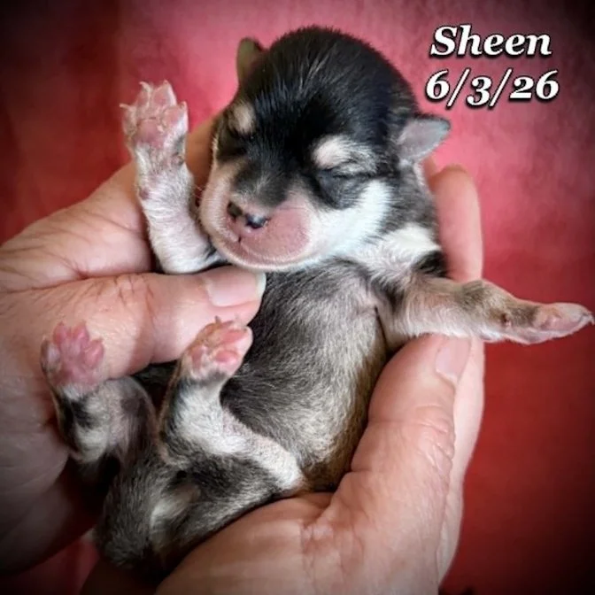 06-03 n sheen b32fa6bb-34c2-4afe-87d1-86fb8da8f007.jpg