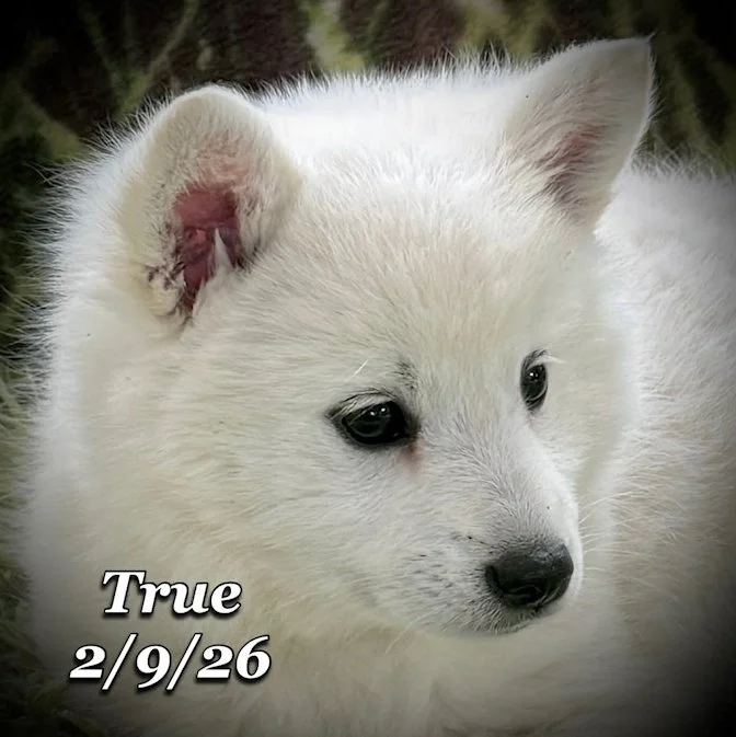 02-09 true 862b6a2a-9086-4469-8a9c-d4ea91fc5f61.jfif