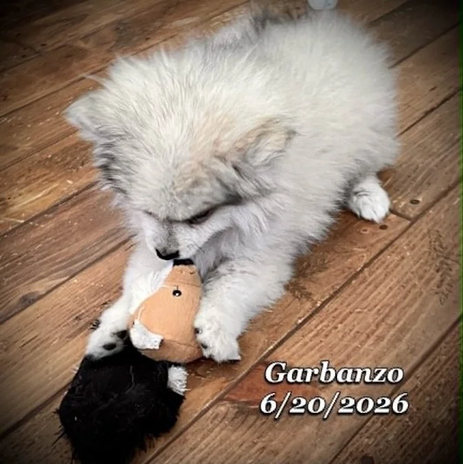 06-20 j garbanzo af45cfab-ae66-4a57-bb7a-63811e262c47.jpg