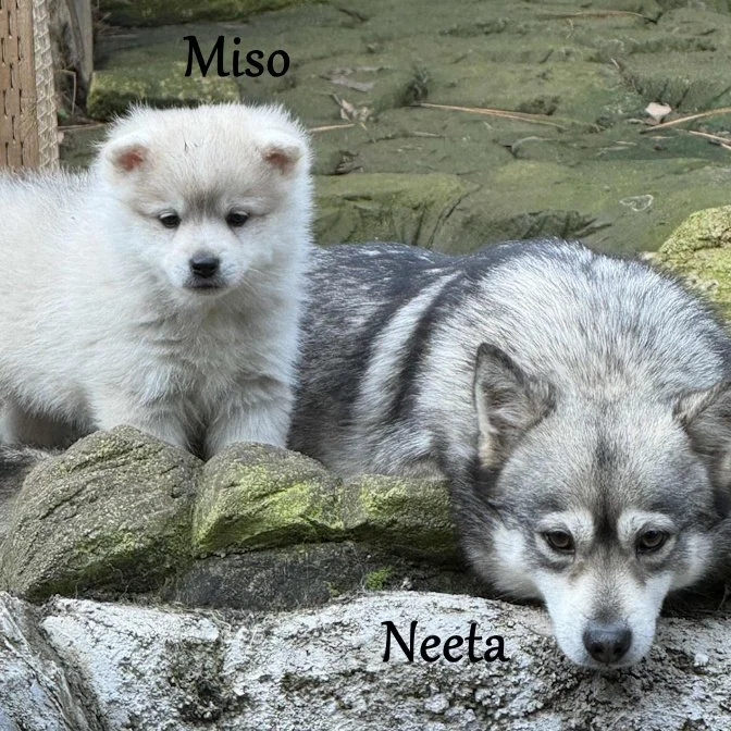 00- neeta c88d01f3-fd40-4dd6-9132-f2c5ece6bc1f.jfif