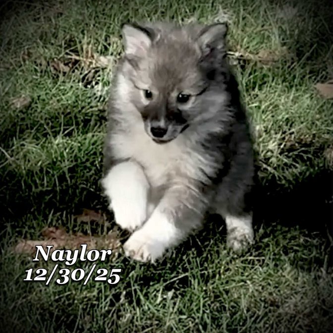 12-30 naylor 6f5fbd85-7bd2-4cd1-95a1-71e9a35a66ea.jfif