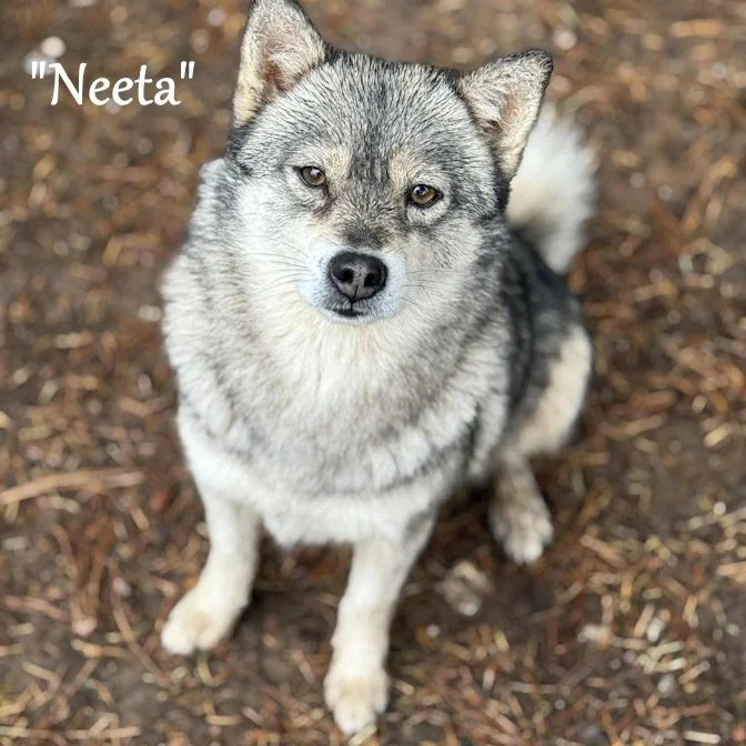 000 -neeta b0103c58-c38d-4b26-b76b-80957e4816ce.jfif