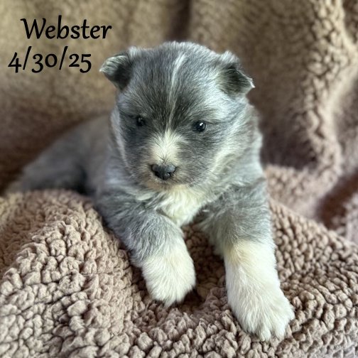 04-30 webster ea1f6eb6-e709-443b-b22f-05744546cabd.jpg