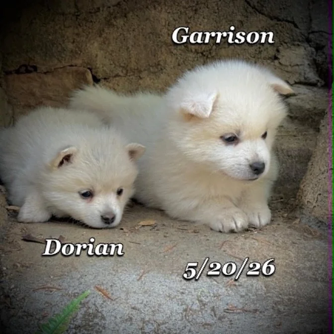 05-20 z dorian 8e5f84a8-16f7-481e-b234-78bf3951a1a4.jfif