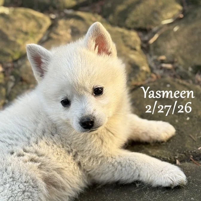 02-27 j yasmeen 1c28a55c-b59c-417a-b253-624e3e432120.jfif