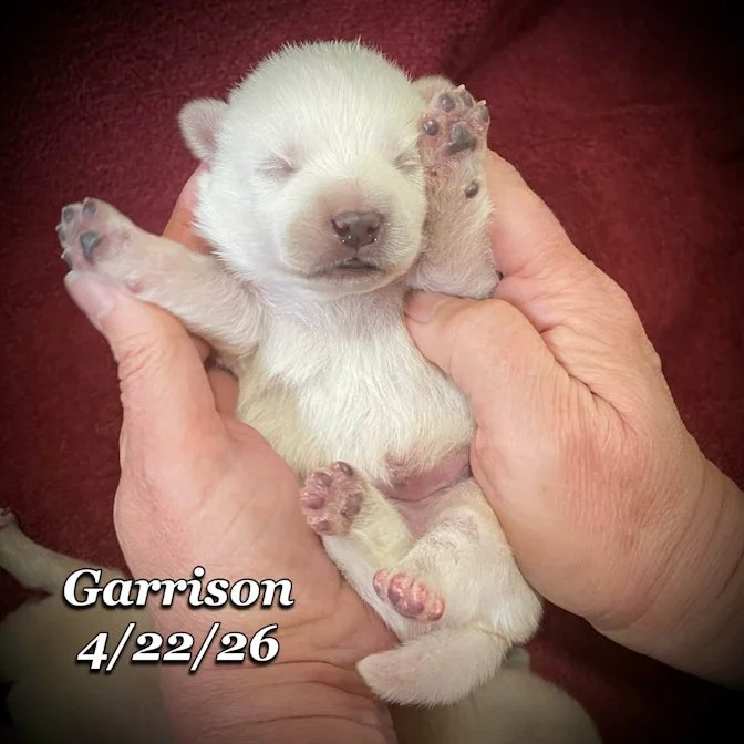 04-22 z garrison a09da9b3-0bcb-4cbf-9798-0f428e0400b4.jfif