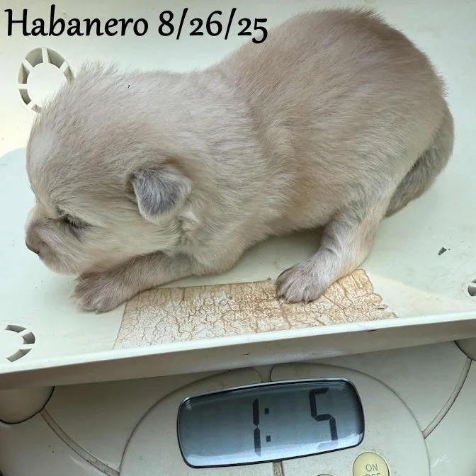08-26 habanero 7193345a-fe49-48e4-8701-b5c674393437.jpg