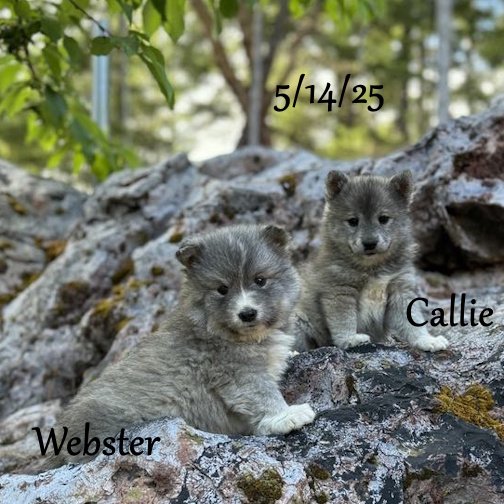 05-14 webster 59d8853f-9fee-49a9-a4e2-72bcc38654a3.jpg