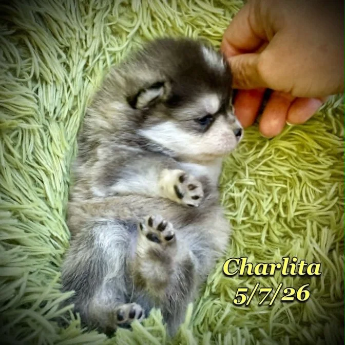 05-07 z charlita f573692c-4ec8-4a06-ab60-cb0bf91f7a2a.jfif