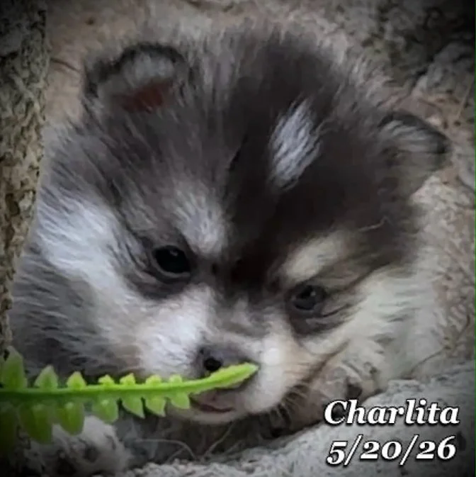05-20 z charlita 876a50a5-37c8-4fd4-b5f5-e8f948dc1bae.jfif