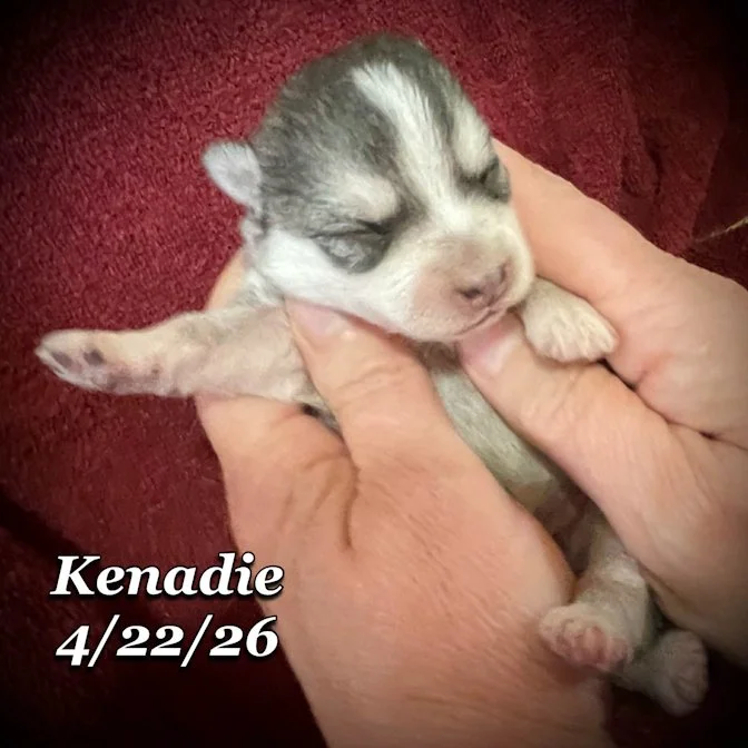 04-22 z kenadie ddf68910-9033-4dce-b1a9-e69f08511c99.jfif