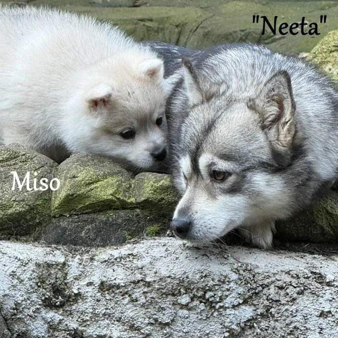 00- neeta 77ed082c-0c7a-49ed-b3df-3bb6ff4d6375.jfif