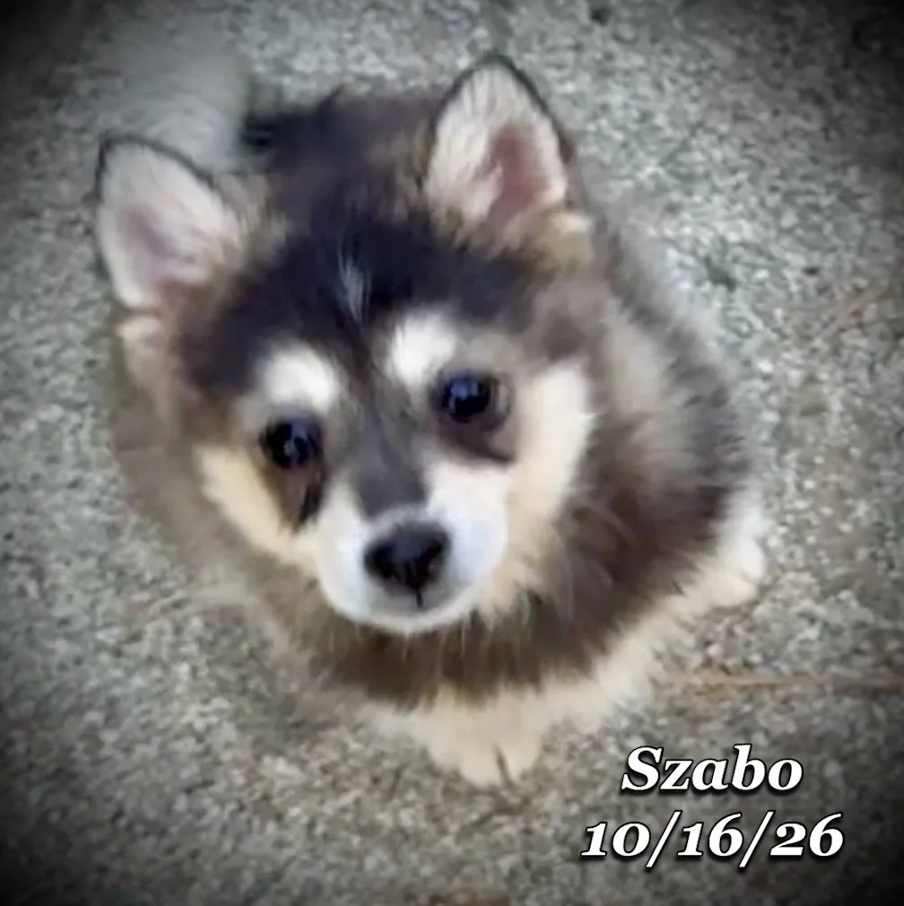 10-16 szabo 01.jpg