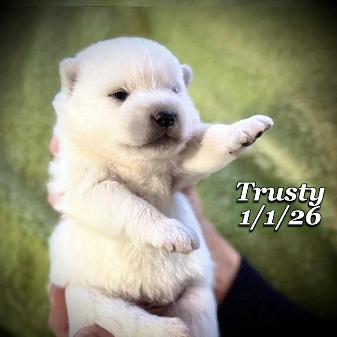 01-01 trusty a6fdc7db-c4b5-48e5-bbaa-6bb63b1d279e.jfif