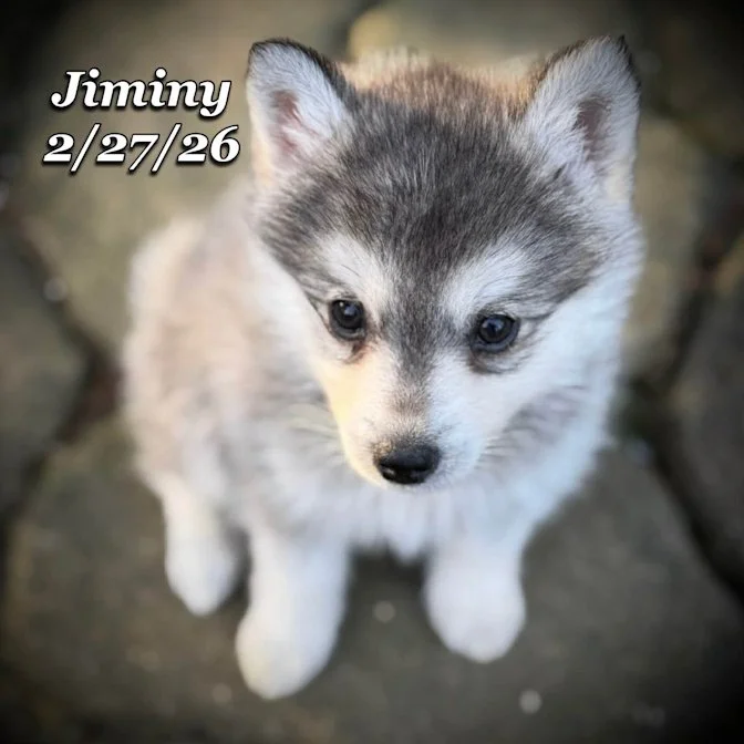 02-27 j jiminy 6b86b9e6-d641-4e2e-8803-23469ed1cb5f.jfif