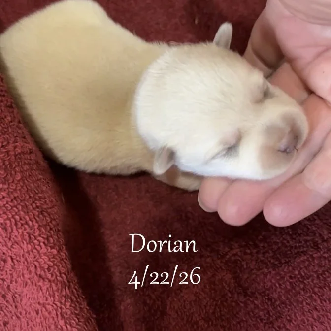 04-22 z dorian 03cfeaa5-a92f-417c-bc50-1cd2e14c24a1.jfif