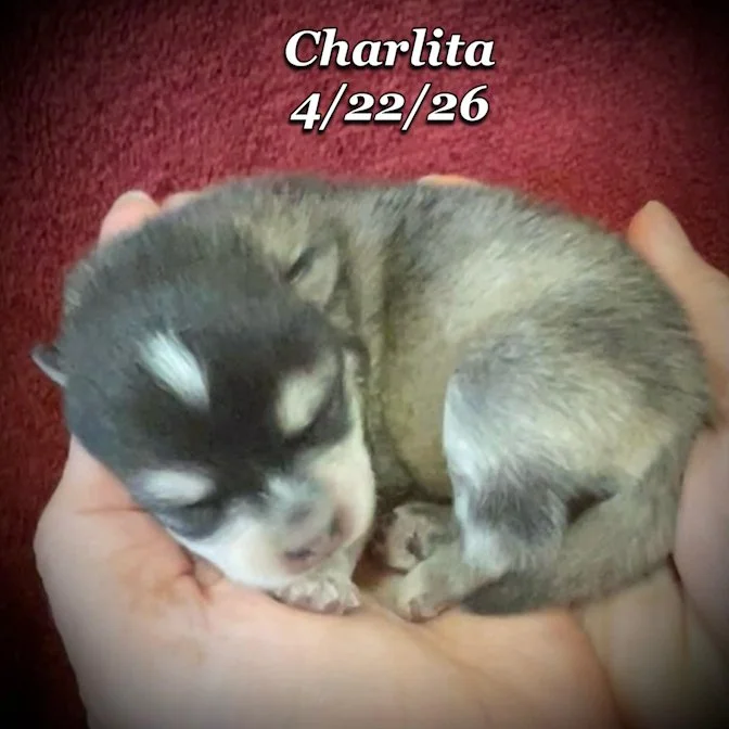 04-22 z charlita 8957c229-8267-46e6-bc4a-445caa2b1188.jfif