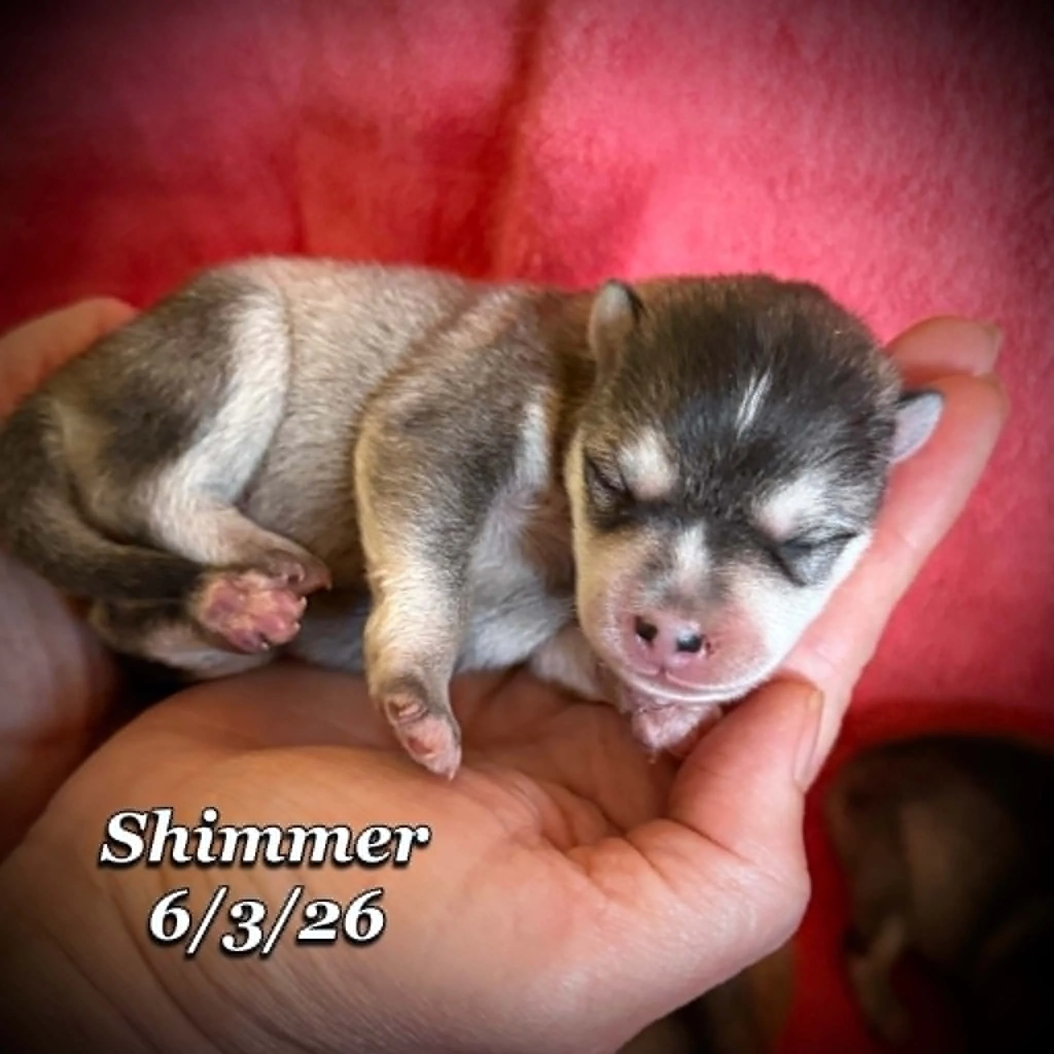 06-03 n shimmer cf9f2fff-768a-452a-b55f-118f0f73e9c7.jfif