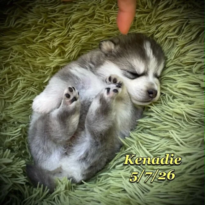 05-07 z kenadie 86c660c1-3226-41d5-a57a-e92fcf31ecaa.jfif