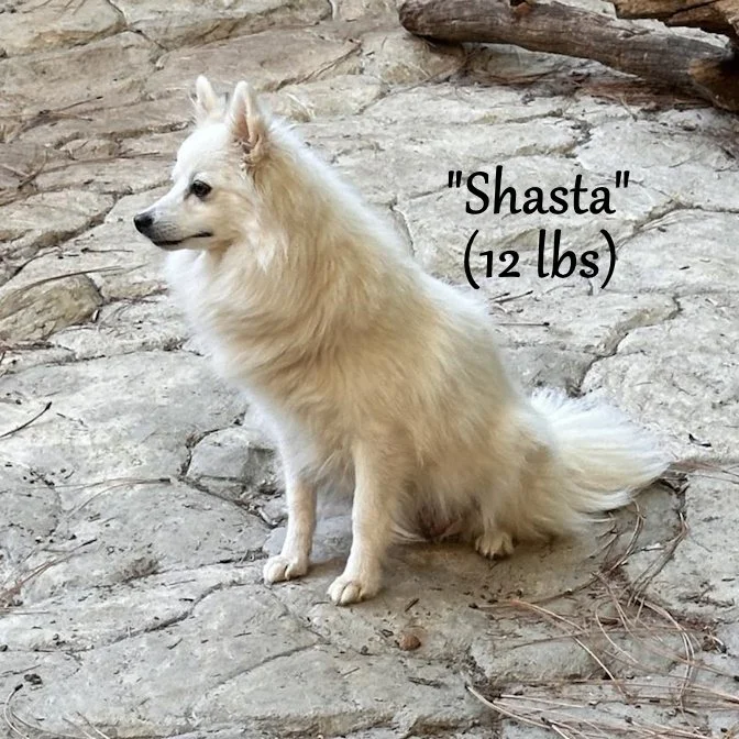 000 - shasta daisy 458427242_839886864934027_3569972752771169212_n a.jpg